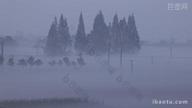 4K清晨浓雾笼罩松树林和稻田